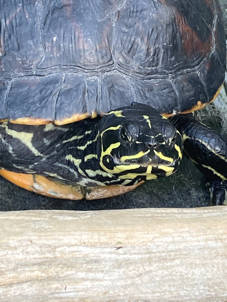 HillsideOutdoorEd tweet media