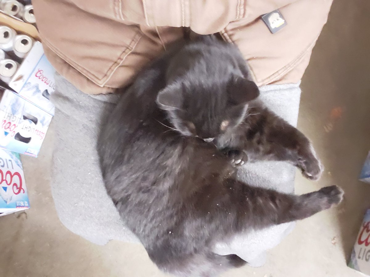 FeralCheeto's tweet photo. Doing my best to help keep his lap warm. https://t.co/BX6koSiR0c
