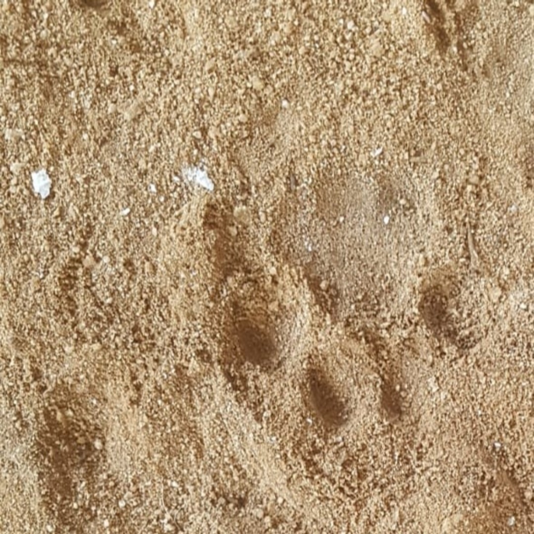 Spotted at one of the bushman painting sites the elusive Cape Leopard made a turn and left us with a painting of its own 

#bushmanskloof #maketravelmatter #redcarnationhotels #clanwilliam  #cederberg #naturesbeauty
‘link in bio’