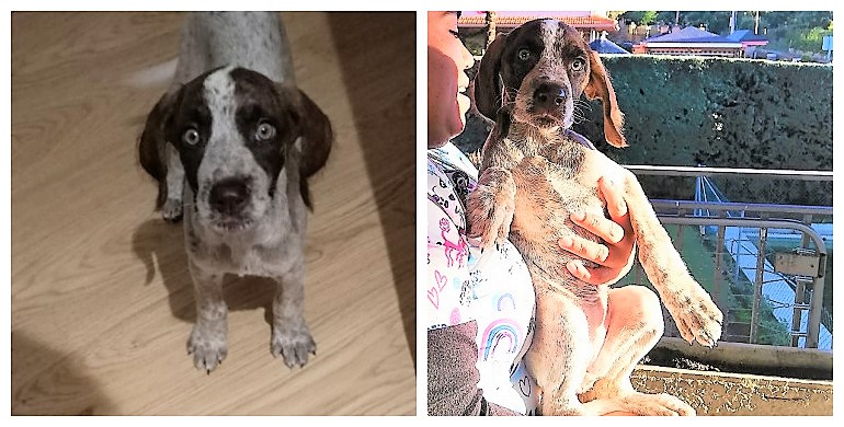 NuevaVidaAdop's tweet photo. #Madrid 
HEIDI ha sido ABANDONADA en el campo,MUY asustada y helada de frio
Tiene 3 meses y unos ojos verdes que quitan el sentido
En su casa de acogida se recupera del susto
NECESITA #adopcionresponsable para TODA la vida
#cachorros #adoptanocompres
📩facenuevavida@gmail.com https://t.co/6SZp1RKnM8