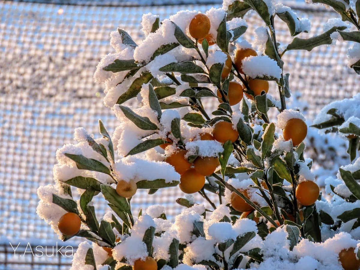 yumeasutw's tweet photo. 雪が降った翌朝は
快晴の真っ青な空☀️
庭木はふんわりとした
綿雪を被って寒そうです❄️✨
積もった雪が朝日を浴びて
キラキラ❄️✨
#空の名前
#青空 #Sunshine
#金柑
#ブルーベリー
#庭木
#雪景色
#a2022 #a0107 #a202201 #a2022012 https://t.co/fWIieFCMdc