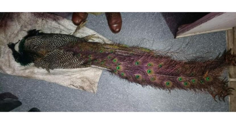 JAMMU: Akhnoor Police arrested four persons for poaching National Bird Peacock in village Karkoi in tehsil Akhnoor. https://t.co/fVSYdTJGtA
