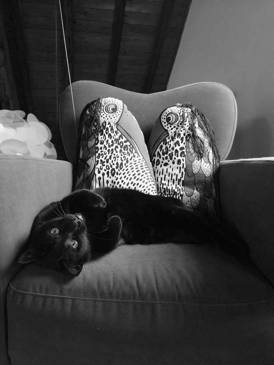 PoesAllan's tweet photo. Happy #catsnoirfriday dear friends! ~Allan Poes ❤️😽
#CatsOfTwitter #cats #panfursquad https://t.co/0wvjVr06Cr