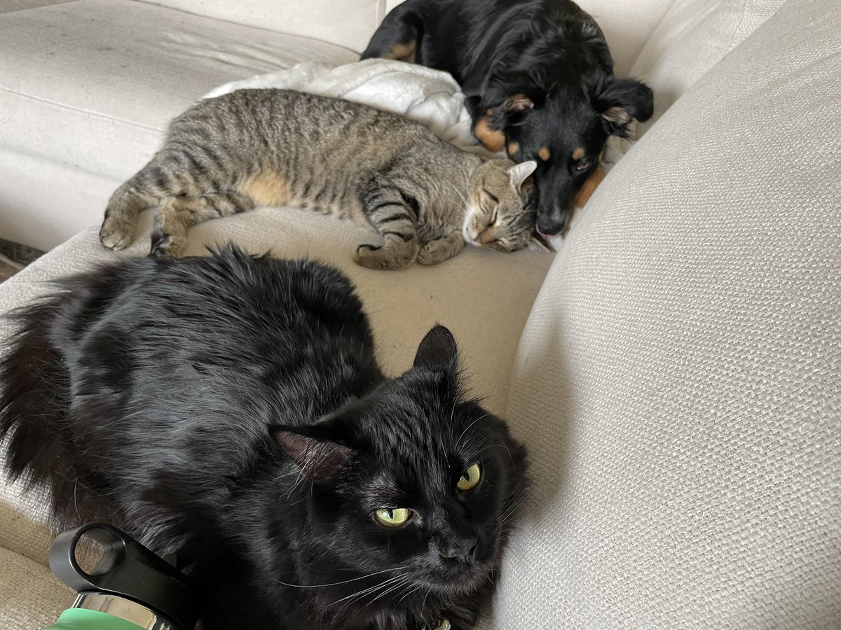 Late to the party, but finally repping the @coolcatsnft gear out and about. The fur babies are not amused. WLTC!!