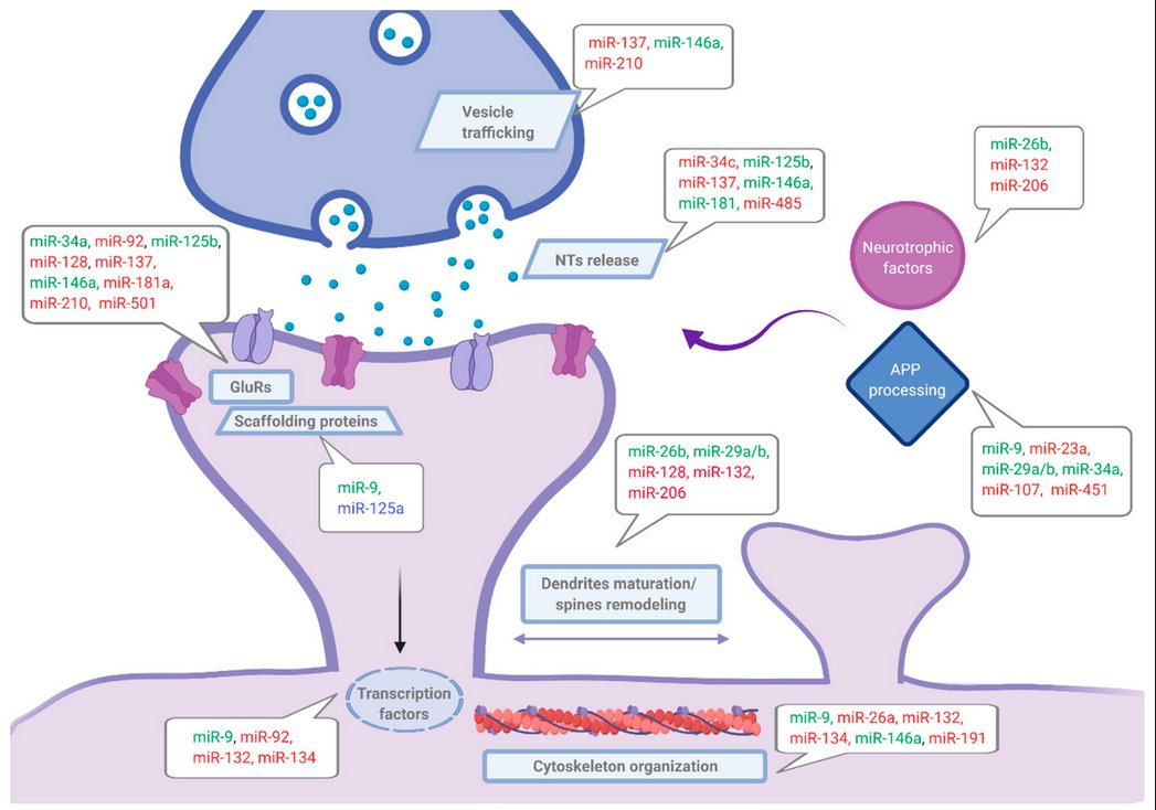 Cells_MDPI's tweet photo. "#microRNAs as Early #Biomarkers of #Alzheimer’s Disease: A #Synaptic Perspective" from Siedlecki-Wullich et al.
#cellsmdpi #molecularbiology #cellbiology #miRNAs #synapticdysfunction
Full text: https://t.co/R1uNAqii6q https://t.co/atDG08JKQ3