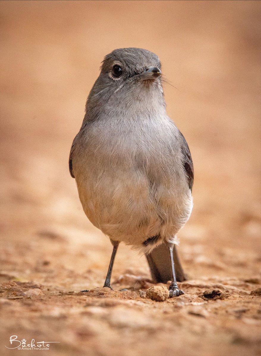 Be still, and the earth will speak to you.

📸: @AmosTheGuide 

#BirdsSeenIn2022 #wildlifephotography #VisitUganda #wildearth #TwitterNatureCommunity #UgAves #ThePhotoHour #Nature #BirdsUniteOurWorld #Birding #BirdWatching #EarthCapture #bird #birds