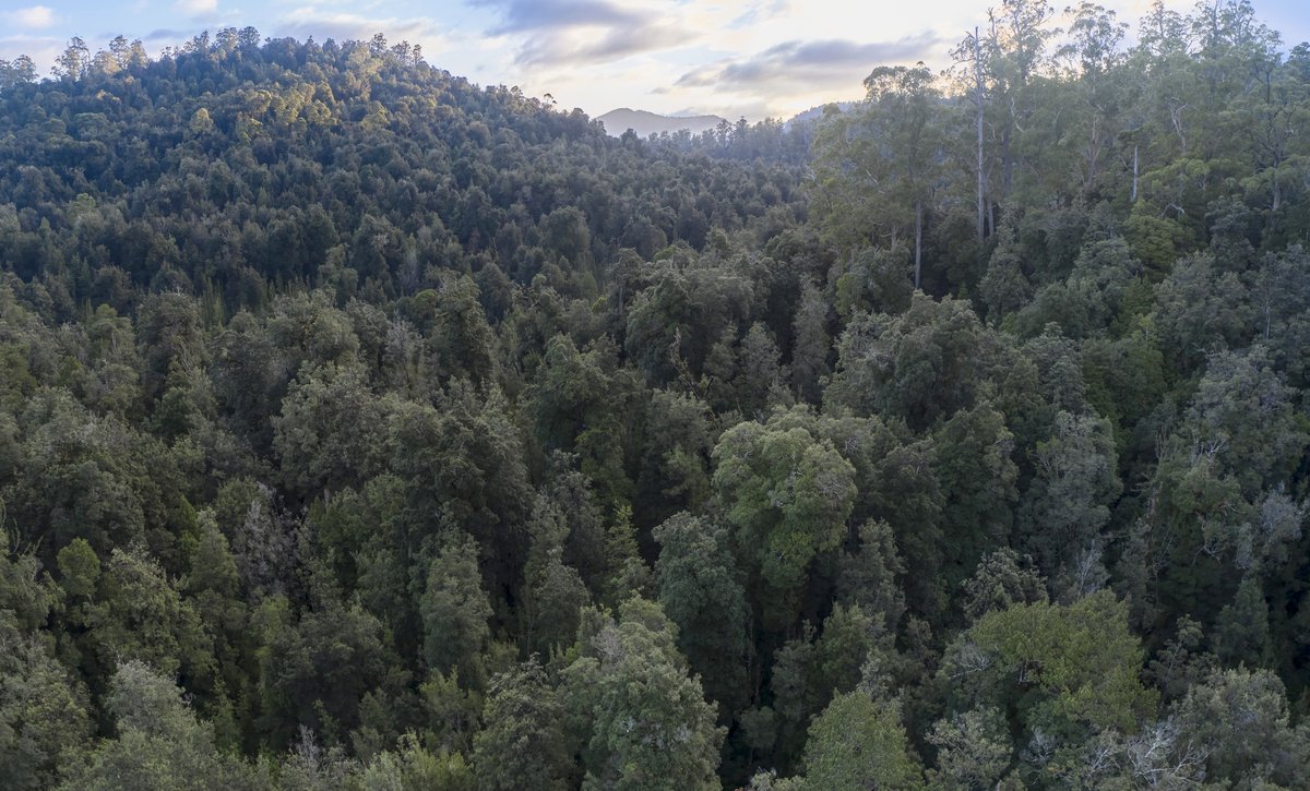 BobBrownFndn's tweet photo. Minister Ley chooses Tarkine tailings dam over prosecution for Chinese state-owned miner. Now falls to citizens to again take to the barricades to defend the rainforests, the eagles, the owls, the quolls and the devils that call this region home. #politas https://t.co/vlxMbP0VAY https://t.co/f0cLLKZT3n