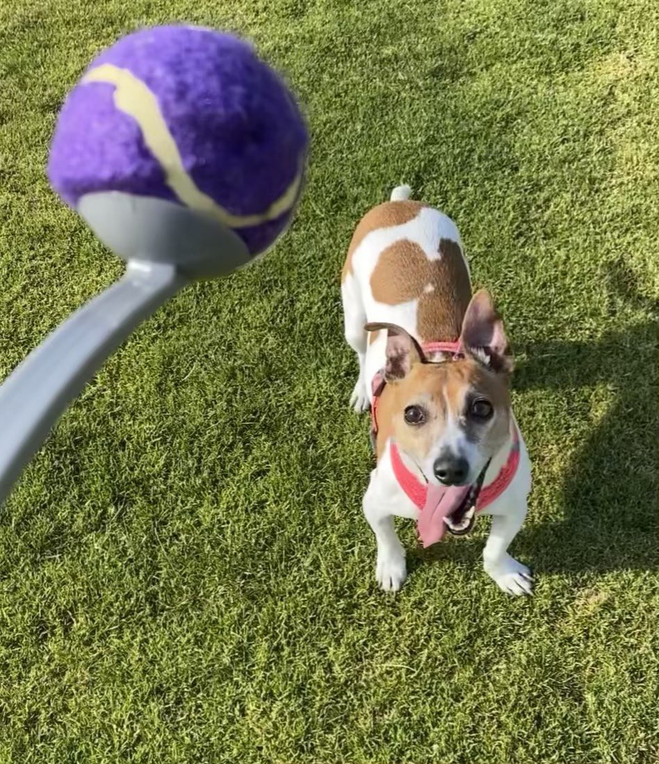 Playing is more than fun, it’s just good for you #innerchild #rescuedog