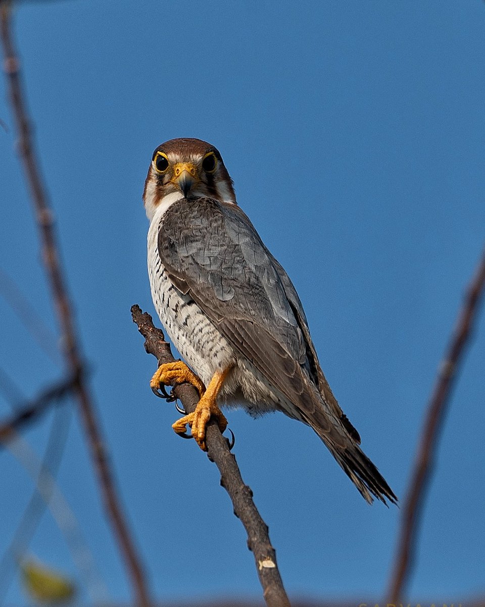 Puttaradhya's tweet photo. A beautiful visitor to our farm last week. 

Red Necked Falcon / ಕೆಂದೆಲೆ ಚಾಣ
#falcon #raptor #wild #nature #birdphotography #birding #beautiful #sarvaani 
@ParveenKaswan @mahesh_ifs @aranya_kfd https://t.co/FzJPTXCa9f