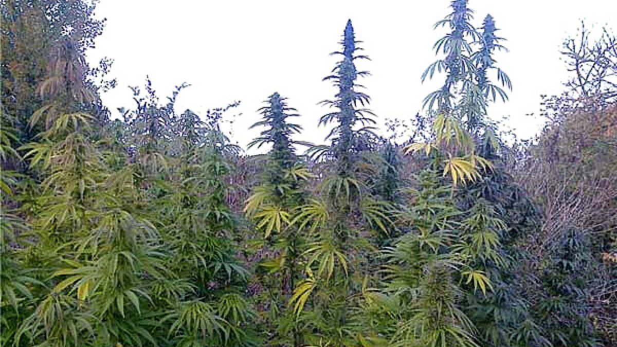 seedshop's tweet photo. Durban

Durban is a chunky subtropical Sativa with sweet aromas that grows abundantly across southern Africa.

⌛ Flowering time: short
📷 growshopalien

#cannabisseeds #sensiseeds #durban #feminized #growshopalien #seedbank #hempshopper #amsterdam https://t.co/y01JrcwIcn