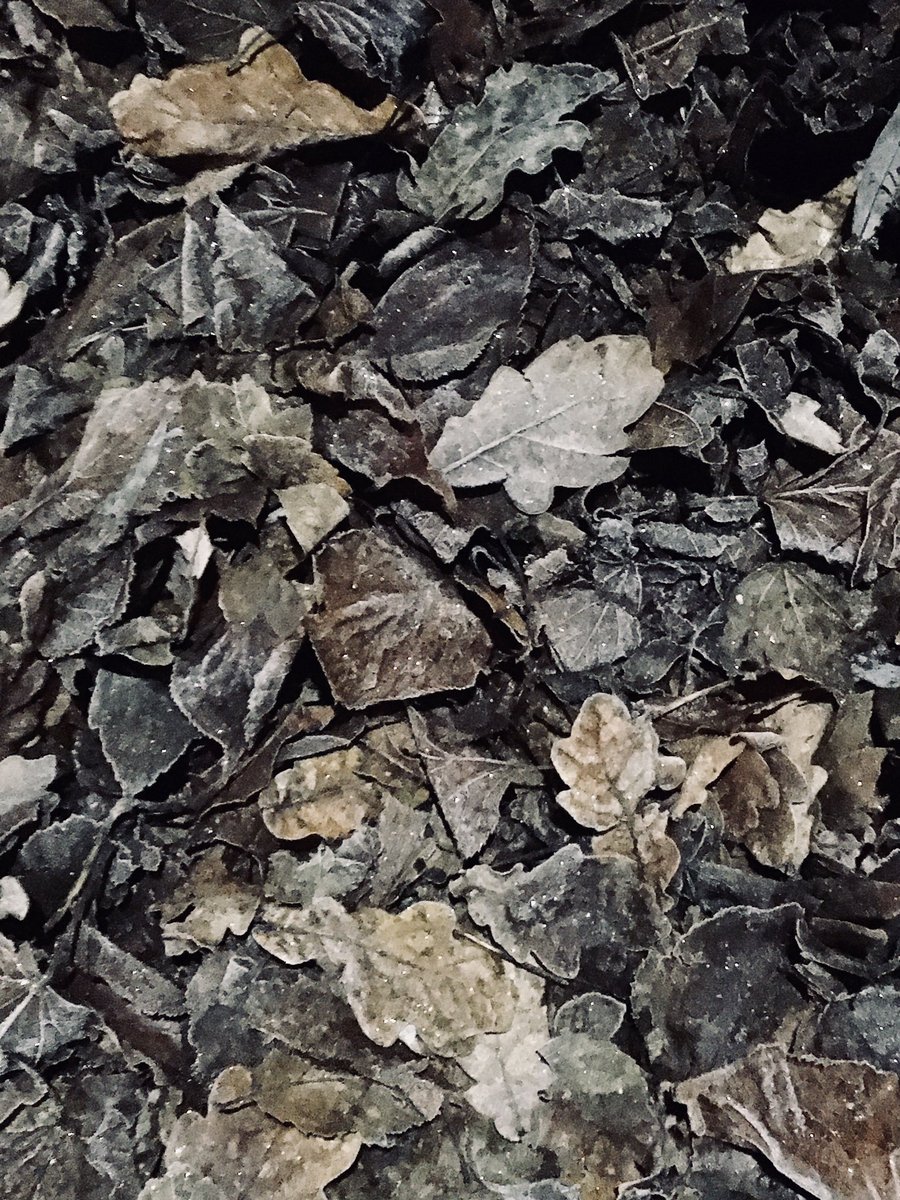 FloralRainbowAW's tweet image. Icy blast on our outward #morningwalk sparkly, frozen leaves, walls, roads &amp;amp; pavements #IceWarning and beautiful feathery ice patterns on cars ❄️❄️🥾