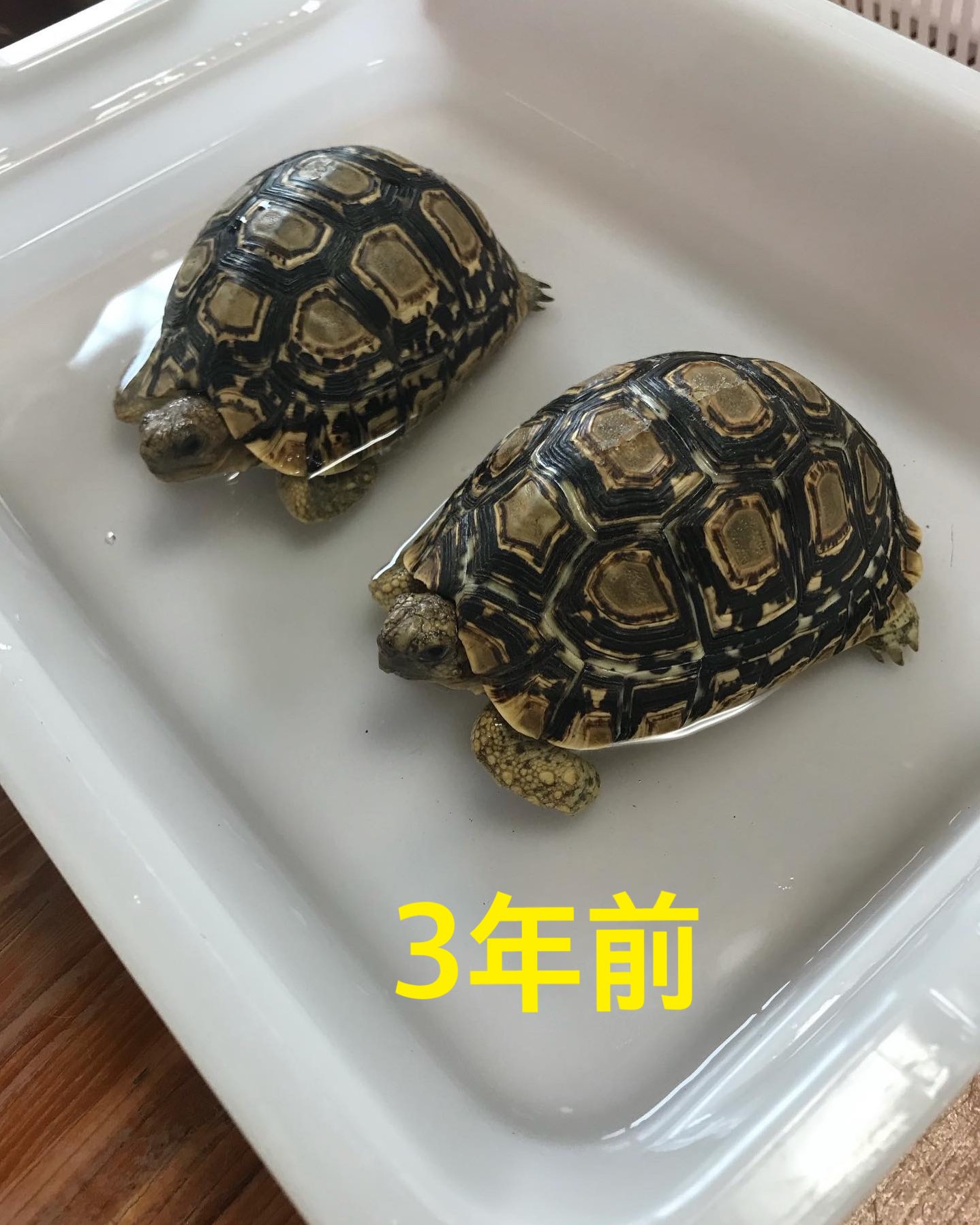 多摩養甲場 Cowbox 8750 Twitter