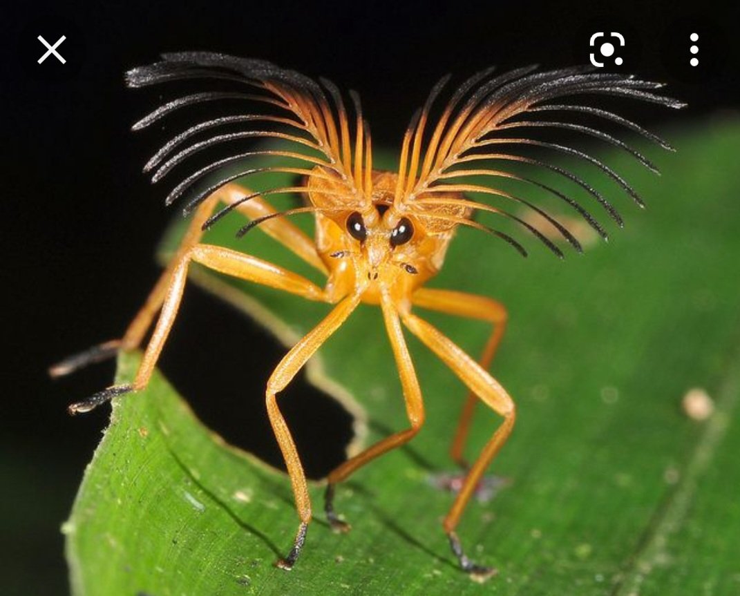 BrendaW_Prof's tweet photo. What motivates your kiddos to take their medicine? In my house it's... pictures of bugs!
Any #NF bug PBs to recommend??
#kidlit #bugs #parenting #futureentomologist https://t.co/5mxfvvrwaw