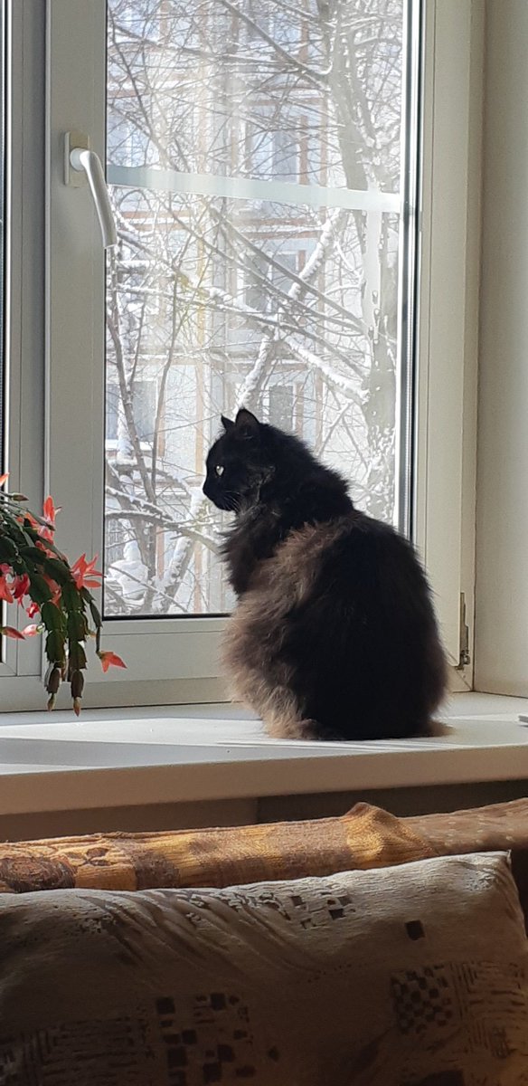 Нашли перед прошлогодним Рождеством с оторванным хвостом и рваной раной на животе.. теперь это мамина "Киса" ;)
"Вот окно, из него просто вид,
Вид на дом, на деревья, дорожку,
Ветер, можно сказать , что брюзжит,
Но не злясь, а почти понарошку..."