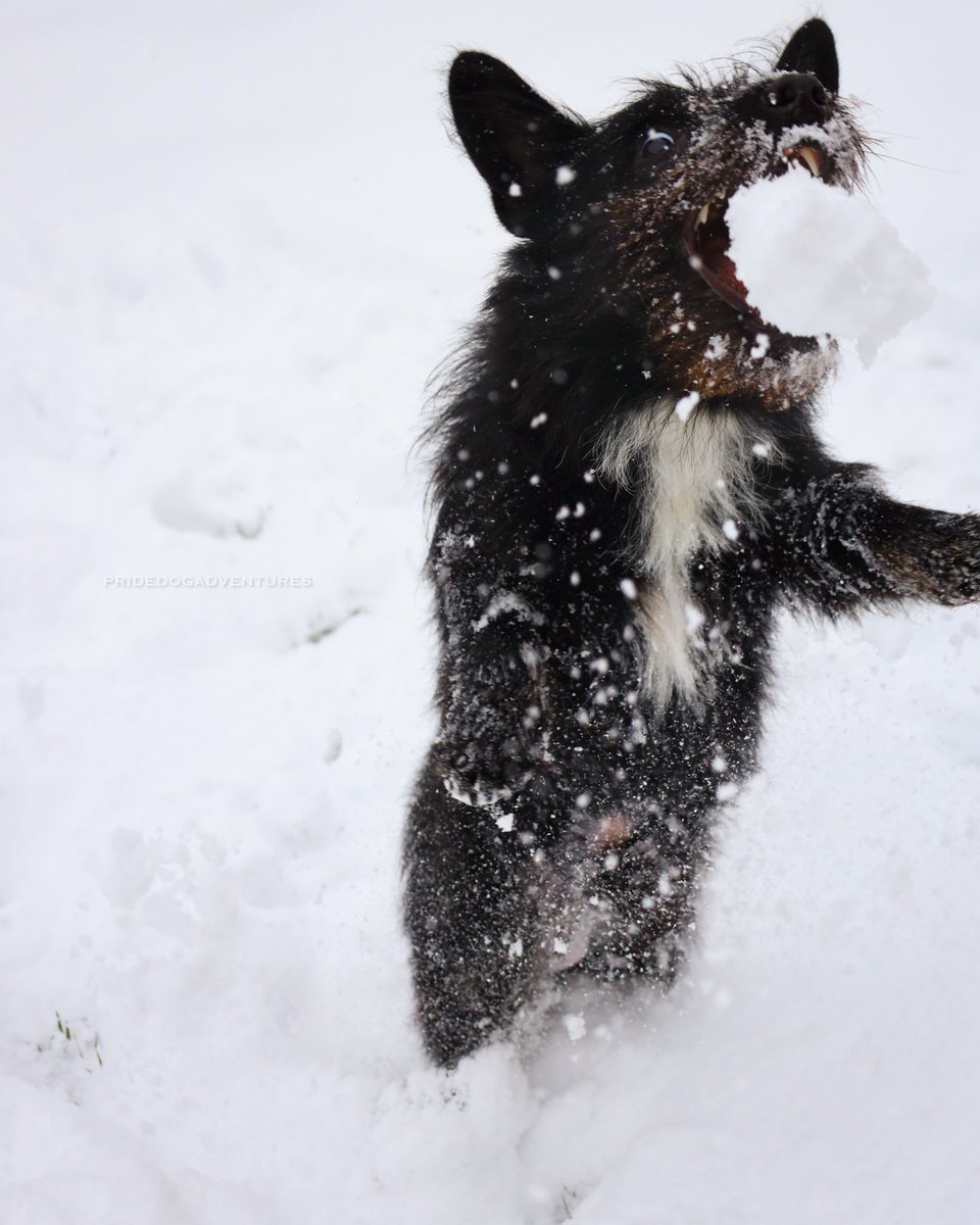 samrrodriguez's tweet photo. Walker enjoying his first snow and the unlimited amount of snow balls - Oliver all geared up with mom ready to take on winter here in Murfreesboro, TN! @WKRN @DanielleBreezy @MboroSevereWx @WSMV @RuthSevereWx @NC5 @NWSNashville @Carhartt @dog_rates @WSMVweather https://t.co/ygCZ9AZrlY