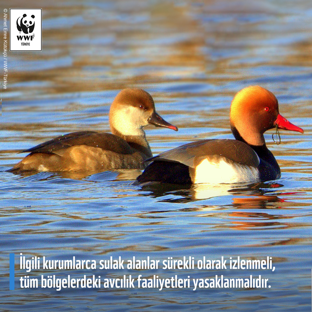 WWF_TURKIYE's tweet photo. Ülkemizde henüz bir vakayla karşılaşmamış olsak da, gereken önlemlerin şimdiden alınması, olası salgın ihtimalinin önüne geçebilir ya da etkilerini azaltabilir. 
Sağlıklı bir gelecek #BirlikteMümkün! https://t.co/zFlgIa1gHs