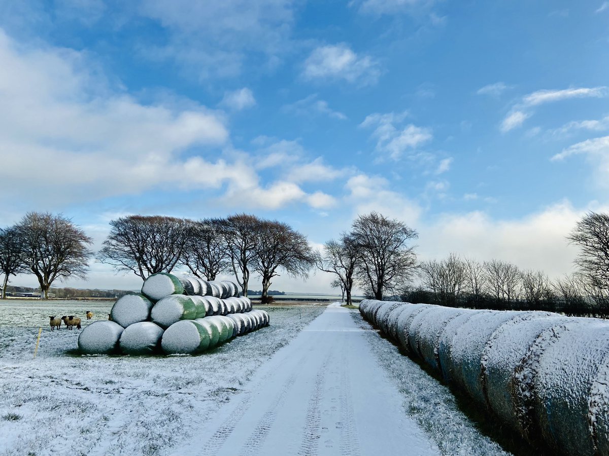 WeatherWolds's tweet photo. A Crisp Snowy Morning. 0ยฐC on the Wolds. Sheep in numbers. https://t.co/ZZhkD3q1cU