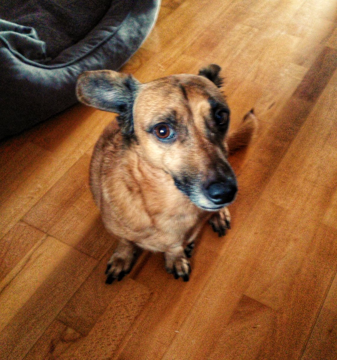 Heute, hat sich Bolek Jubli... Julib... Jahrestag auf Twietter. Hat gelernt viele nette Menschski hier, wo hat gern.
Vielen Dankescheen 🐶🥰
#MeinTwitterJubiläum