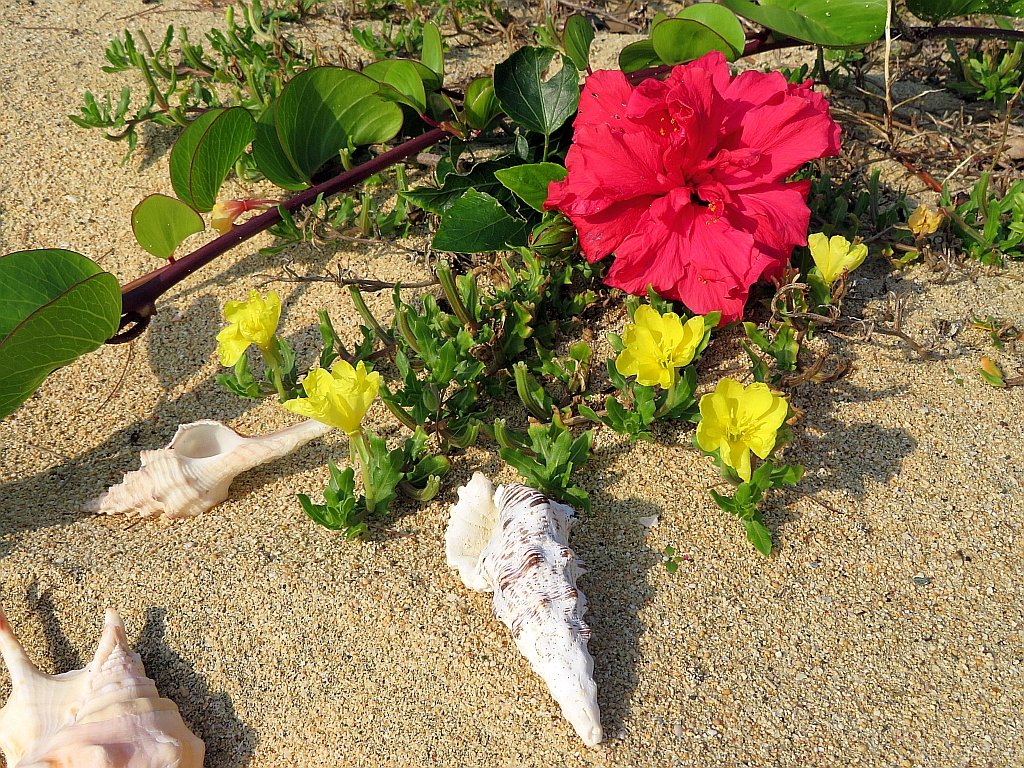 浜辺の風景 浜辺のコマツヨイグサの小さい黄色い花とハイビスカスのコラボが綺麗です。 奄美 amami The collaboration of red hibiscus and small y