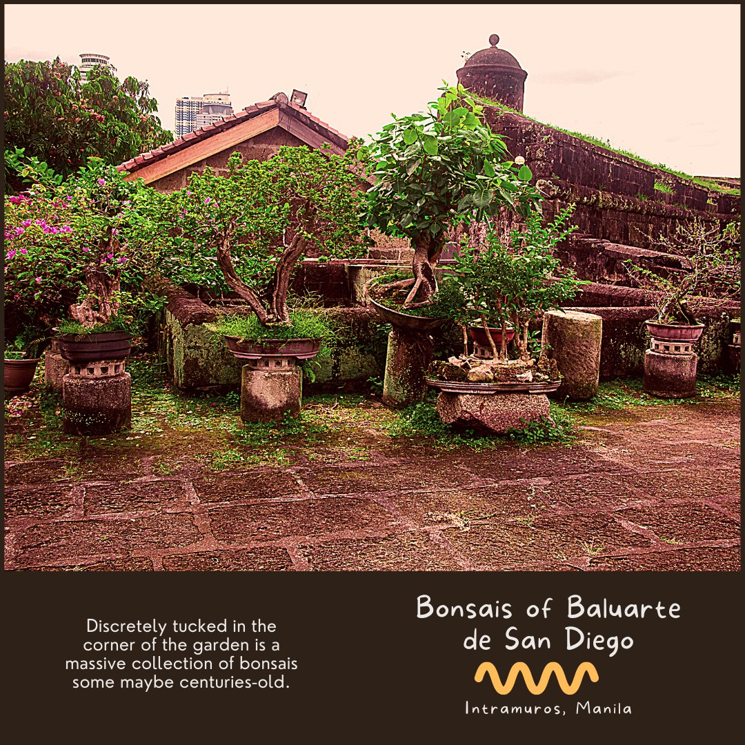mnlstories's tweet photo. You know those small trees growing in the crevices of the old walls in Intramuros?
Well, a lot of it were made it into bonsai!
#baluartedesandiego #bonsai #intramuros #WooGoPH #wheninmanila #discovermnl
#travelphotography https://t.co/GZjhJ9Q9jz