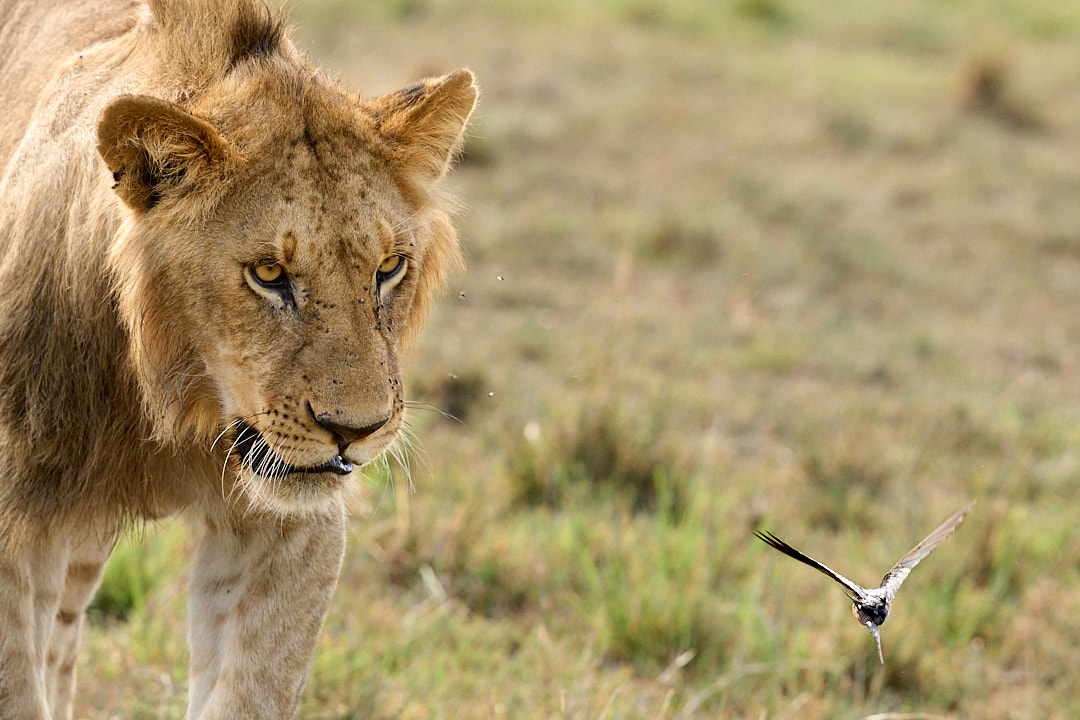 New birdwatching friend - a young lion watching a European swallow as I try to photograph the swallow! -  love the way the swallow is going into serious banking to avoid the lion!
