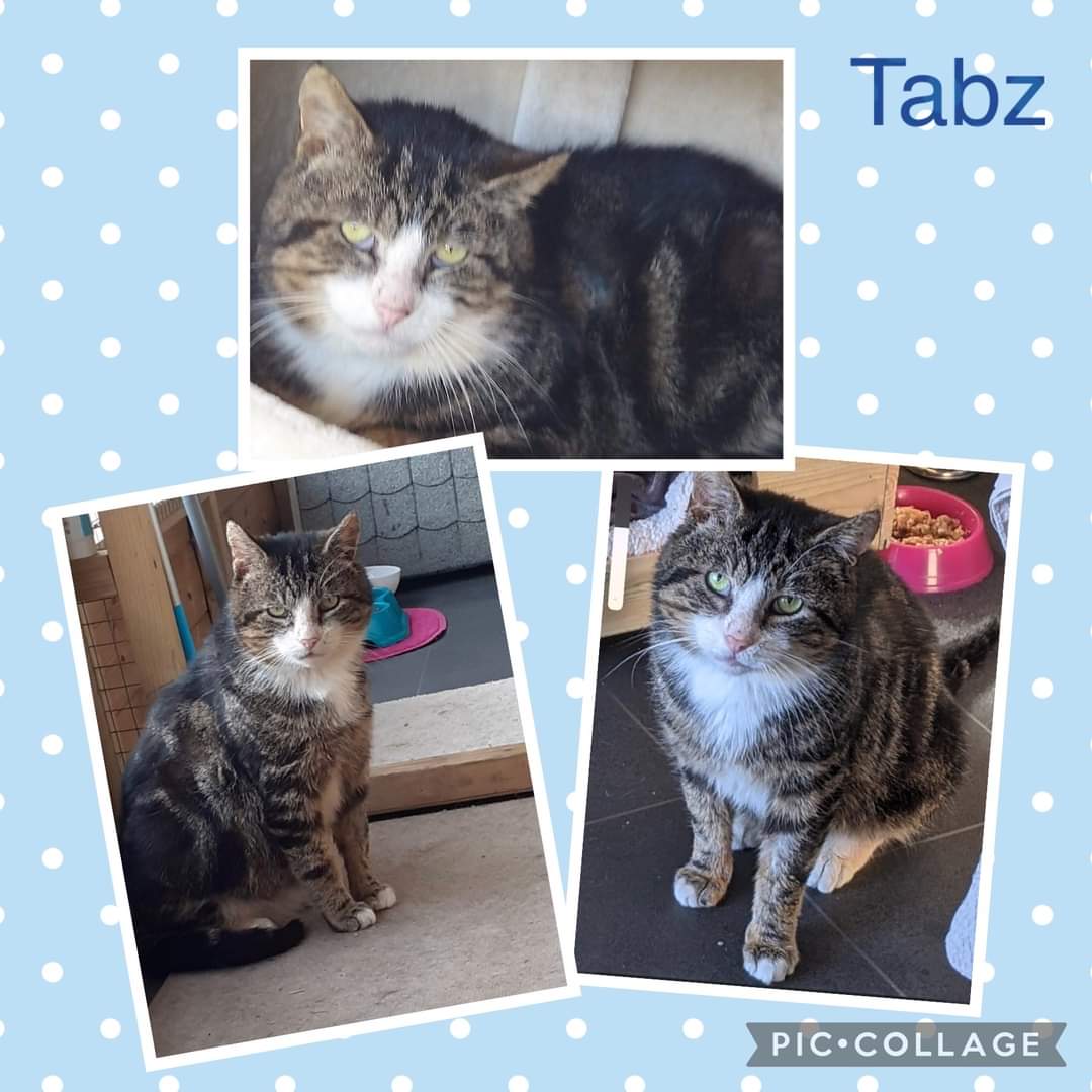 Hi my name is Tabz. I am starting to feel a bit sad now as people come and see the young, confident cats or kittens and never seem to notice me. I would really like to find a home, I know I may need a bit of time &amp; patience but I promise once I settled I will give so much love❤