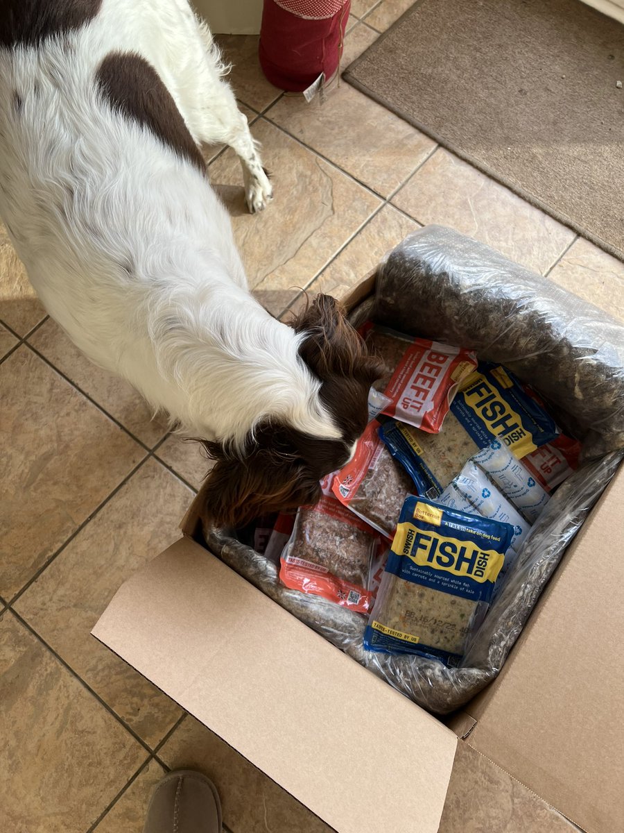 KazzaClarke's tweet photo. Reggie eagerly looking out for his long-awaited @ButternutBox meals to be delivered, and excited that life is great again #ButterNutterDog #ThankDogTheBlastFreezersMended https://t.co/2zBG0sG6l4