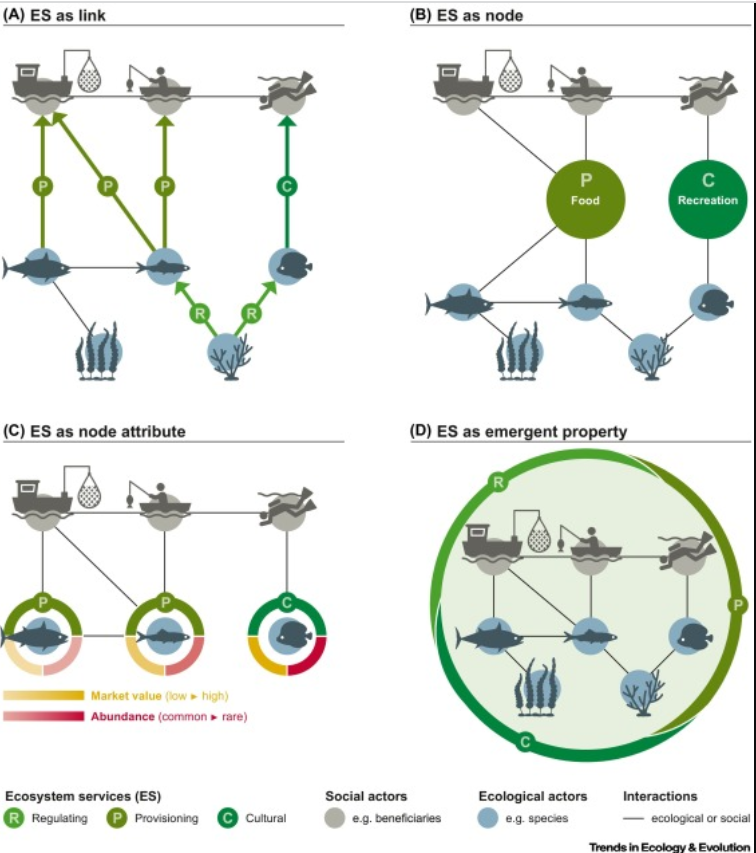 SaylesJS's tweet photo. Interested in how social-ecological network analysis can contribute to understanding ecosystem services? Please read our new paper, bringing together ideas from an interdisciplinary group of scholars working on the topic: https://t.co/UKk9YCko3e https://t.co/k1K7Vz2DTA