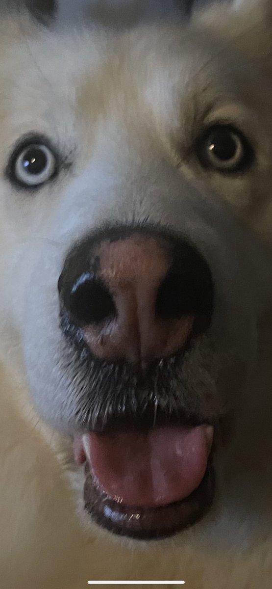 hexn00b's tweet photo. Hey #hexicans!!!!
Show my your kitties!
โฆ and doggies!
And your other pets.
Letโs get some pet appreciation on!
This is my handsome boy Loki.
#hexdog https://t.co/T1MeTZjDdG