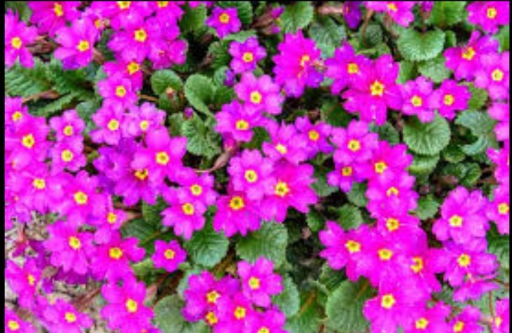 lashes_justine's tweet photo. #bloom #continues https://t.co/uPsy9Tqm0d