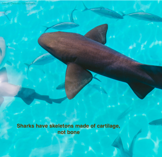 Sharks are very different from other fishes because their skeletons are made of cartilage, not bone!
Cartilage is less mineralised than bone, so it can protect the all the squishy vital organs, whilst still allowing the shark to stay light and manoeuvrable.

#sharks #scicomm
