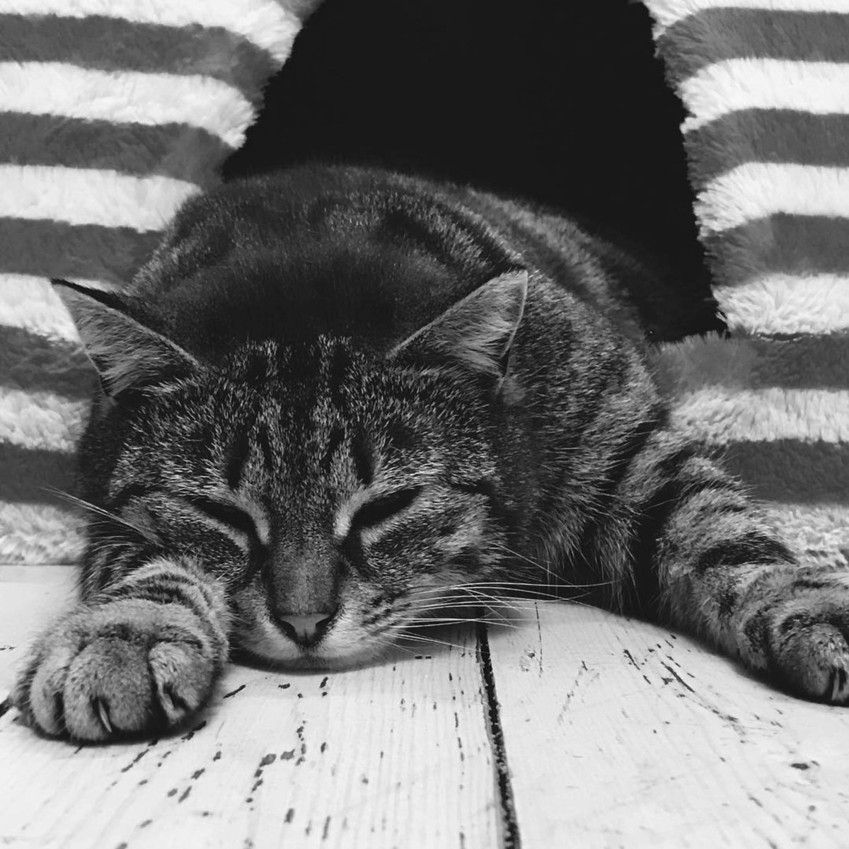 A tribute to wonderful Studio Kitty ❤

Master of fluff, squisher of human hearts, we miss you and love you.

minxcreative.com/tribute-to-kit…

#kittylove #thebest #purrfect #cat #catlove #catlife #studiofamily