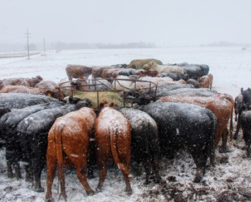 Farms.com Beef News tweet media