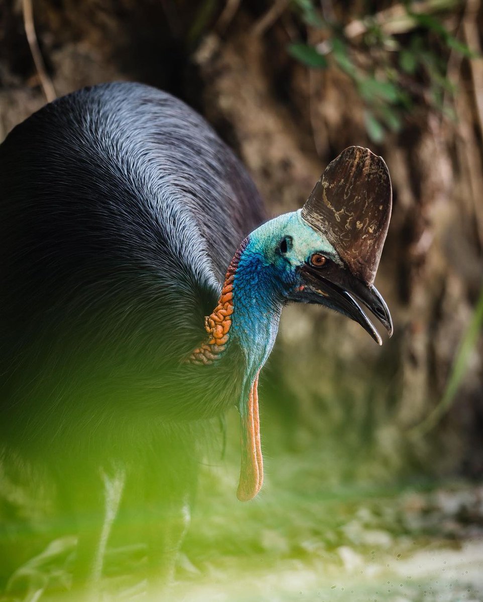 CairnsGBR's tweet photo. If you weren't already aware, #EttyBay is well known for its flourishing bird life, including the #SouthernCassowary which can be found frequenting the beaches ๐ด๐
โ
โ๐ธย IG/quietachiever2 #exploreTNQ #explorecairnsGBR https://t.co/8DzriFNH9C