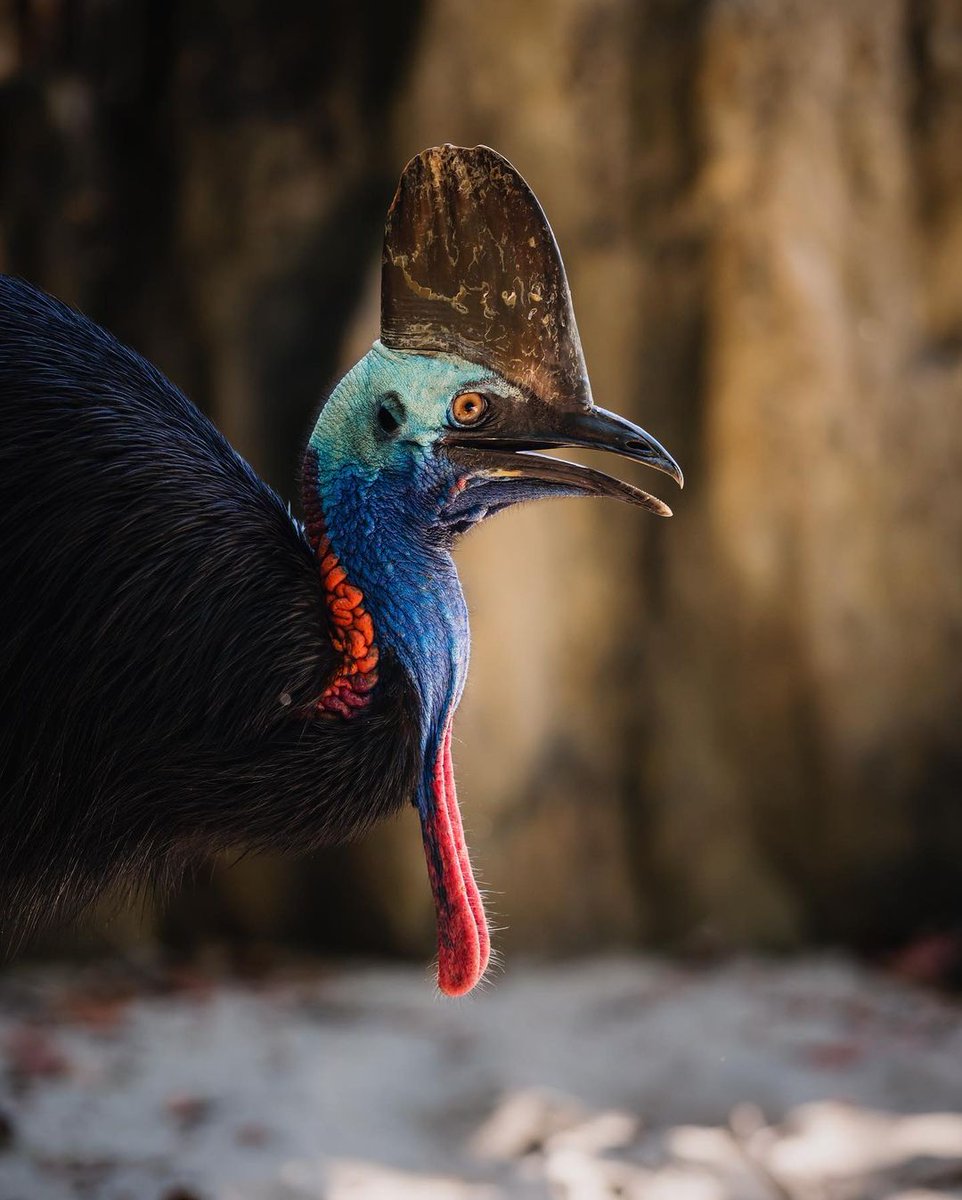 CairnsGBR's tweet photo. If you weren't already aware, #EttyBay is well known for its flourishing bird life, including the #SouthernCassowary which can be found frequenting the beaches ๐ด๐
โ
โ๐ธย IG/quietachiever2 #exploreTNQ #explorecairnsGBR https://t.co/8DzriFNH9C