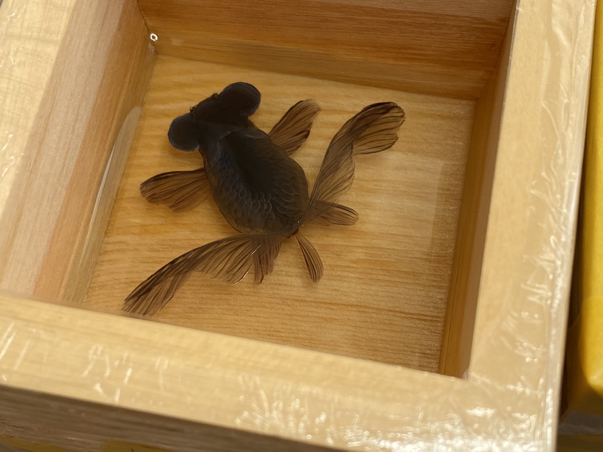 深堀 隆介 En Twitter 久々に出目金系の金魚酒を描いている 黒出目の体色は白や赤の金魚とは異なり 光を反射させず吸収する 漆黒のベルベットのような質感を意識して描くように心掛けている T Co Amch9njvhe Twitter