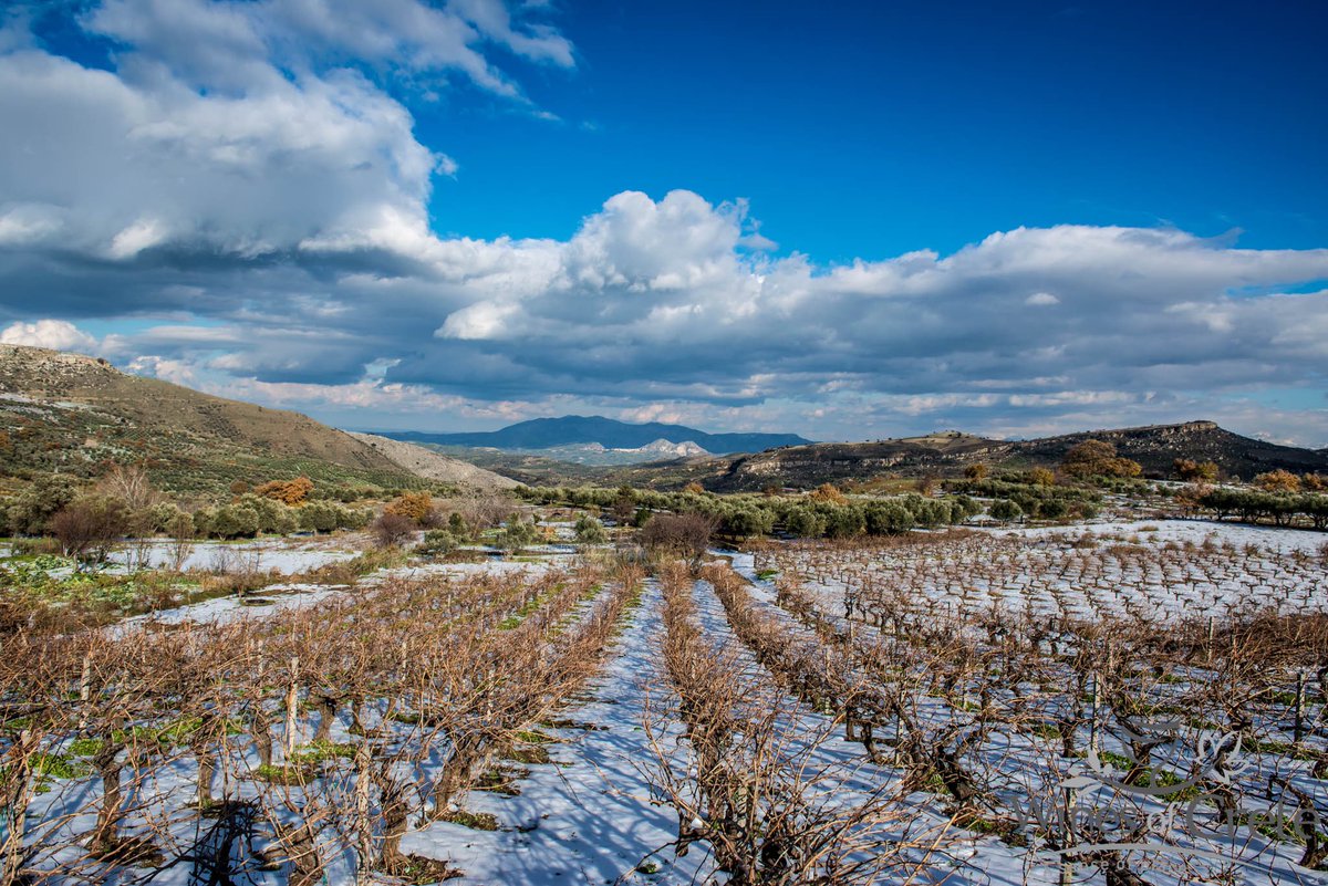 winesofcrete's tweet photo. Throwback to 2018 and the snow ❄️ that covered the vineyards in Crete. Don’t you love this landscape?
#winesofcrete
@winewankers https://t.co/Q6stWlusZP