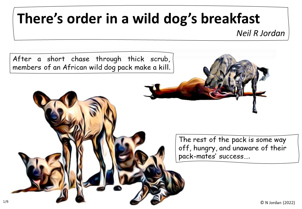 NEW PAPER out today quantifying the youngest-feed-first patterns of food sharing by #endangered &amp; #cooperative #AfricanWildDogs in #Botswana. Read it in full here rdcu.be/cEvjF or in story form in this thread. Fun work with <a href="/UNSW/">UNSW</a>, <a href="/tarongazoo/">Taronga Zoo</a>, <a href="/BPCTcamp/">PredatorConservation</a> &amp; collaborators