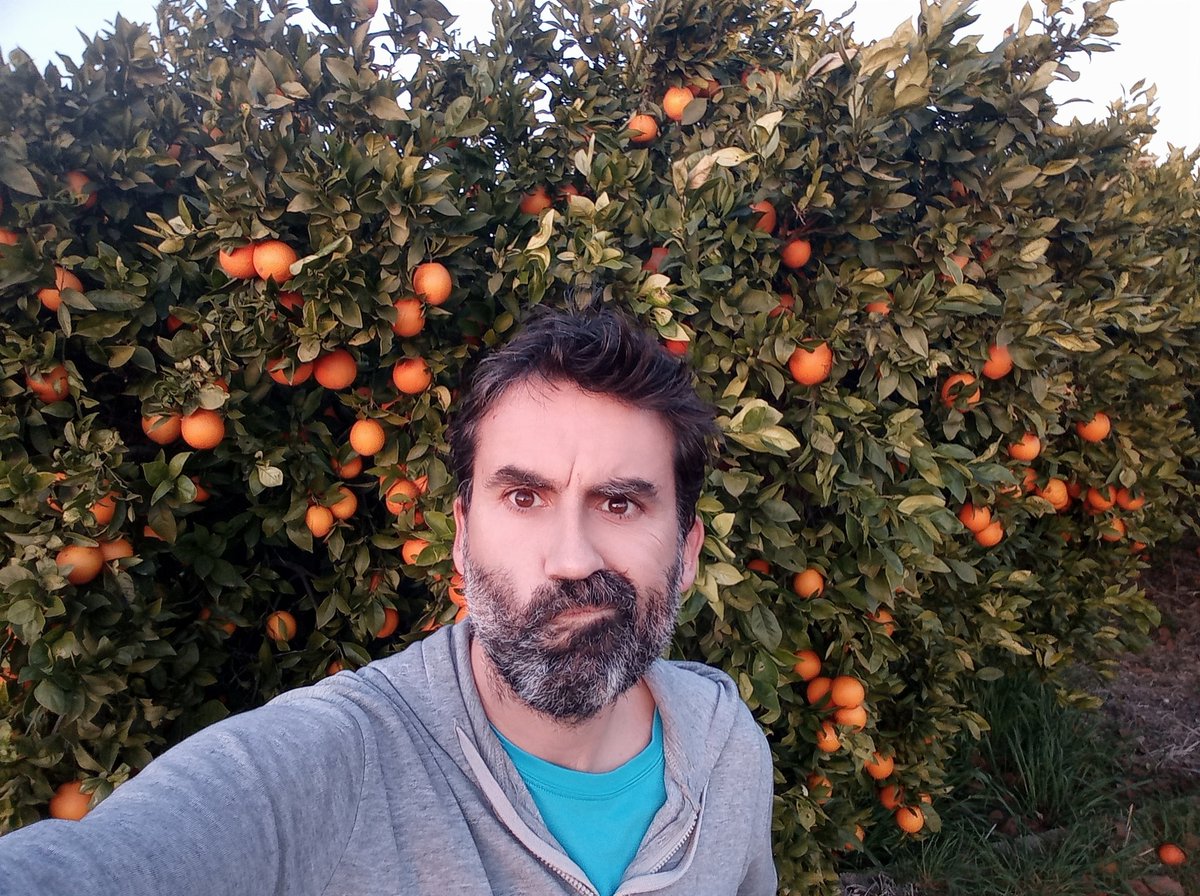 Me acaban de decir que no me recolectan 600 naranjos como este. Si quieres ayudarte a comer más sano este año y de paso a que me cambie un poco la cara de idiota que se me ha quedado,mandaré cajas de naranjas a partir del Lunes 10 a 28€/15Kg
Pedidos a: masquenaranjas@gmail.com