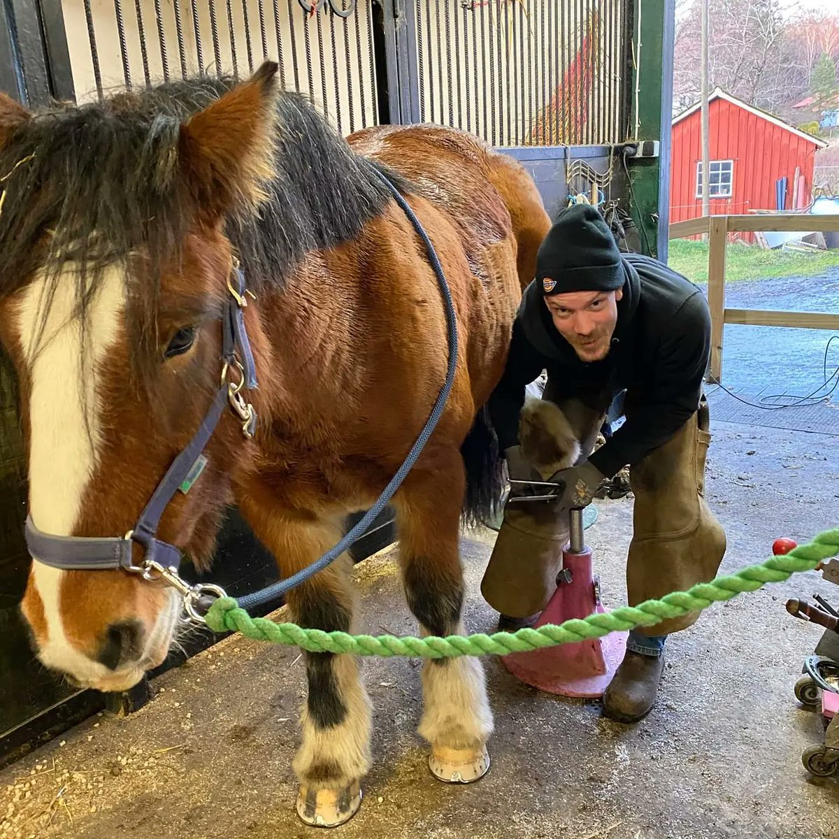 AllvarAA's tweet photo. Horsie ⚒️ https://t.co/B2mpOwBaNo