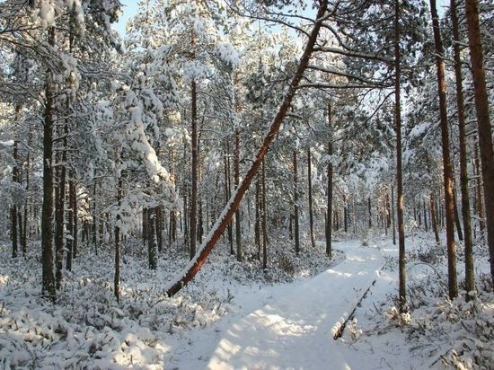 Лес зимой исправить ошибки. Лес зимой исправить ошибки. Дикий зимний лес. Лес зимой исправить ошибки. Еловый лес зимой.