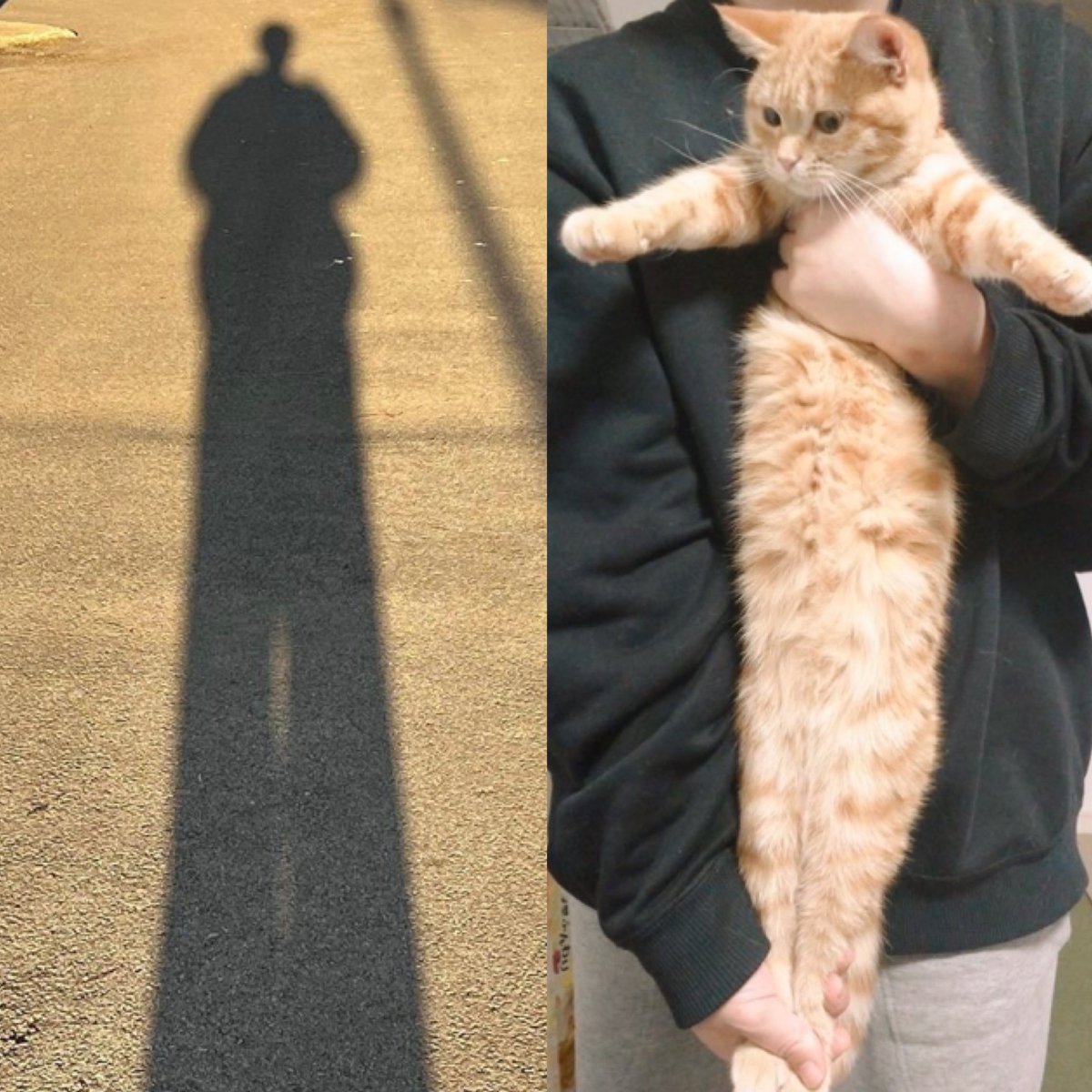 Kittenhwang tweet media