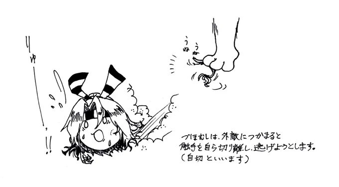 づほむしの生態レポート36 #づほむし 