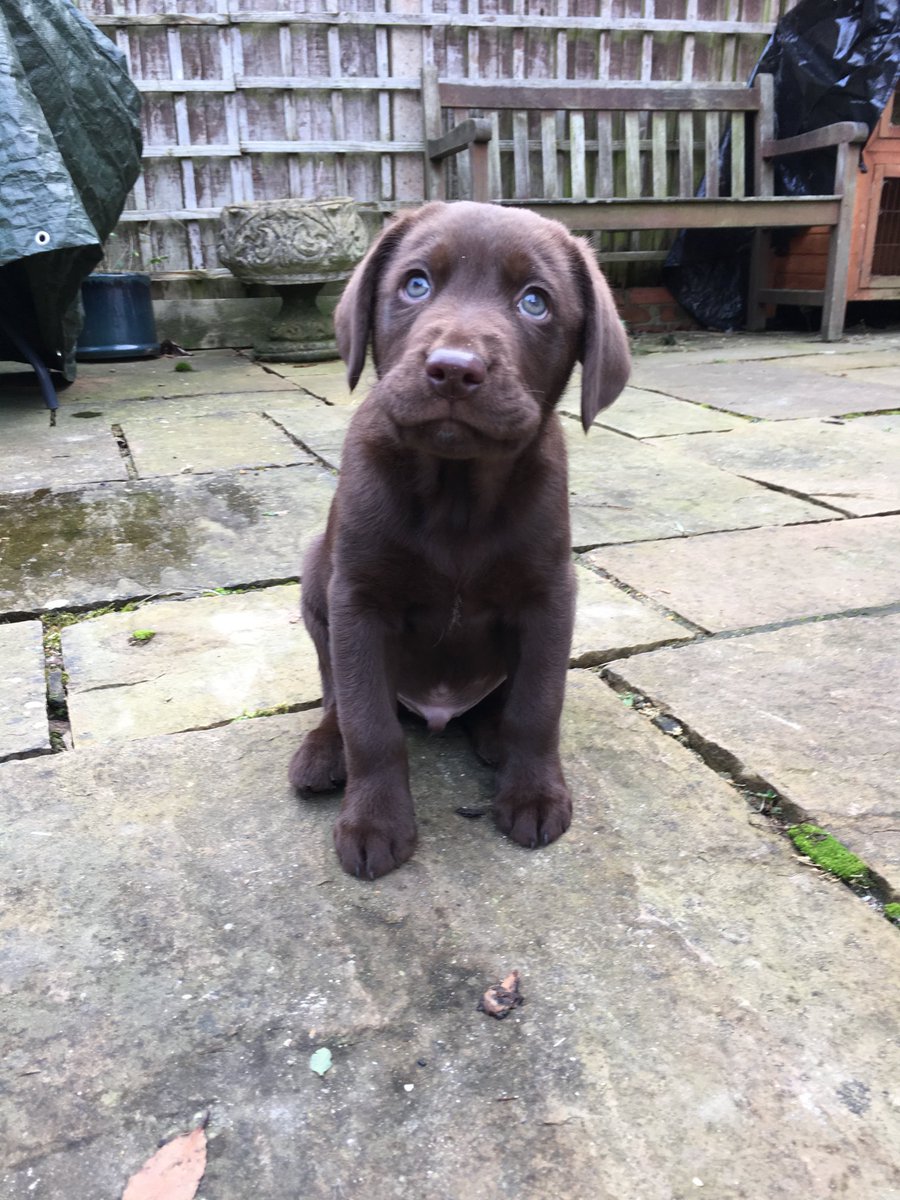 jahockney's tweet photo. 5 years ago today we brought this beautiful boy home to live with us. He’s brought much love, joy and dirt (!) into our lives. We are so lucky 🥰❤️ #gotchaday #dogsoftwitter #choclabs https://t.co/ijA92YJ9sX