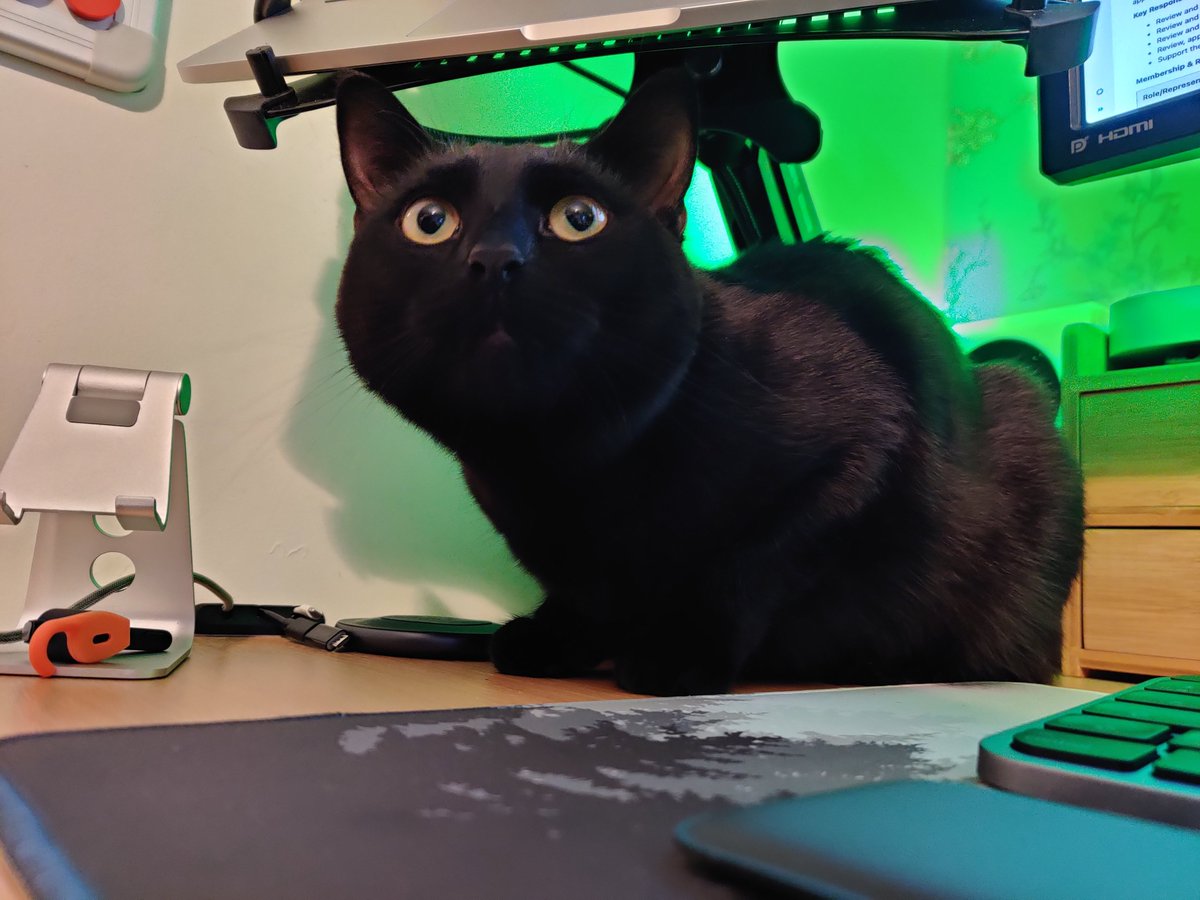 cyberharibu's tweet photo. Quality assurance complete!
We have approval from Keanu my cat.
#catapproval https://t.co/kfdHwgYrwV