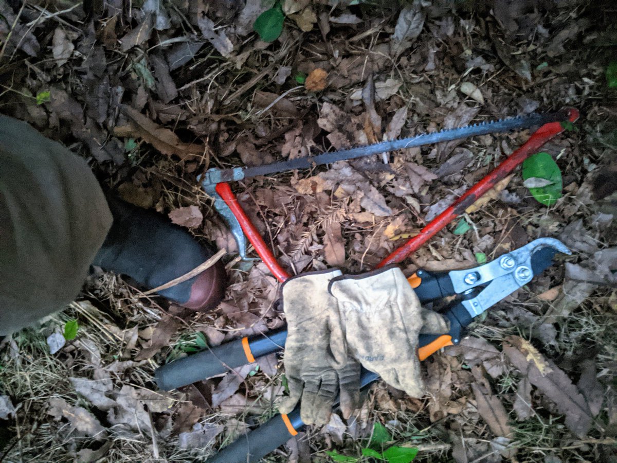 Working on some hand pasting + pulling in one of our native areas tonight. Perfect backdrop for this gem of a track #bootsnbeats -  open.spotify.com/track/0tH7mxb2…