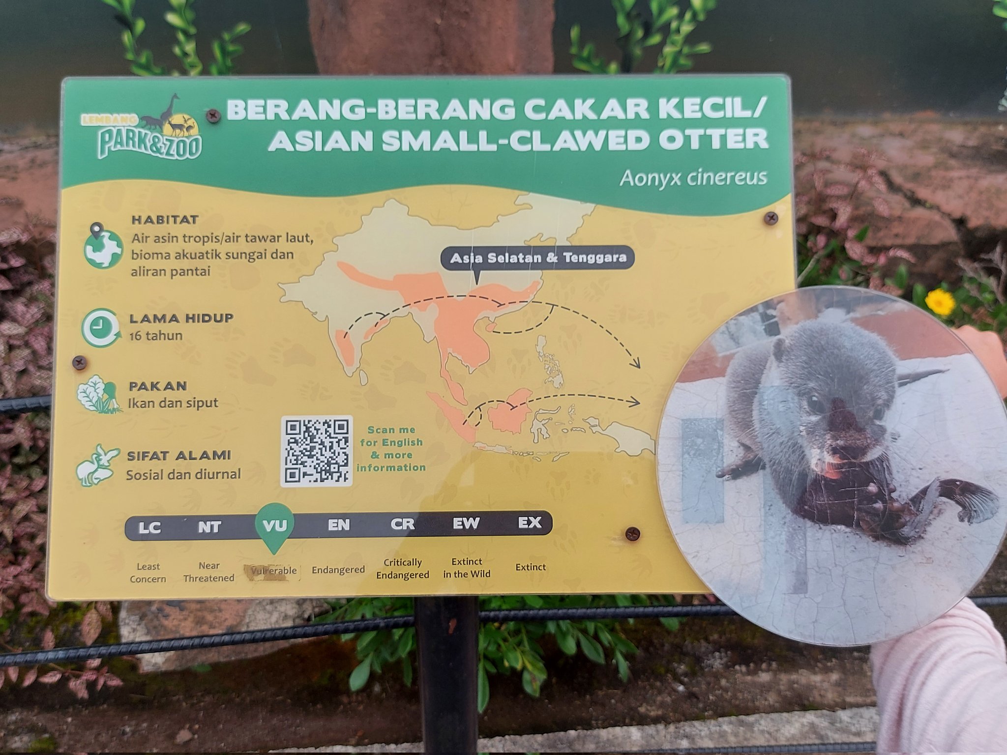 ルレイ 推し動物に会える インドネシアで 元々インドネシアからなので T Co Ggtmnb4idu Twitter