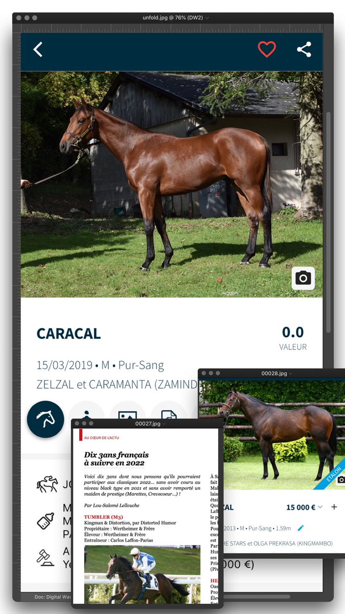 Horsiz1's tweet photo. ✨📲 Les 10 trois ans français à suivre en 2022 par @Jour_de_Galop sont à ajouter en favoris ❤️ sur #HORSIZ pour être notifié des engagements &amp; résultats toute la saison, suivre les familles et les étalons avec statistiques inédites https://t.co/KYX2AZ232T
