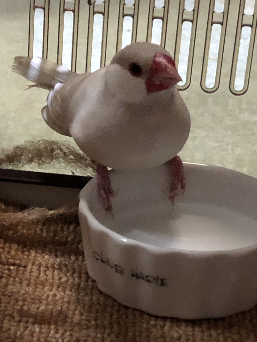 pino_pinomama's tweet photo. 友達が文鳥を保護しました☆
兵庫県姫路市です。
飼い主さん探しています。
#姫路市　#文鳥 #ぶんちょう　#文鳥保護 #迷い鳥　#迷子鳥 https://t.co/EejYyDj9wL