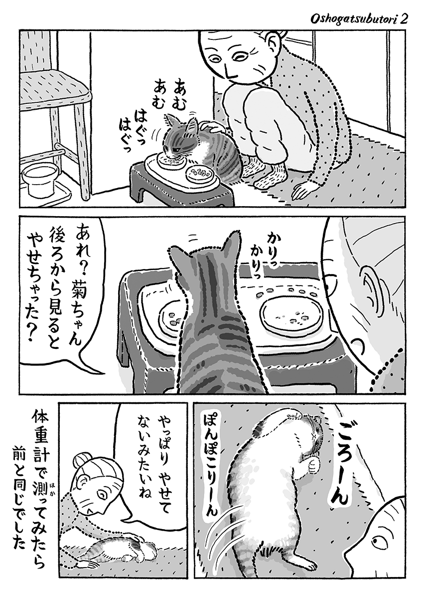 2ページ猫漫画「お正月太り?」 #猫の菊ちゃん 